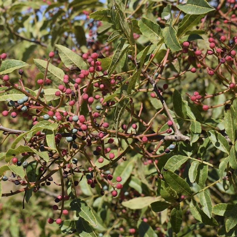 Pistacia terebinthus