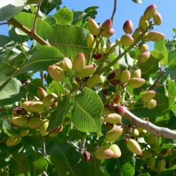 Pistacia vera