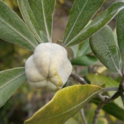 Pittosporum crassifolium