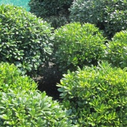 Pittosporum tobira 'Nana'