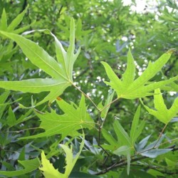 Platanus orientalis