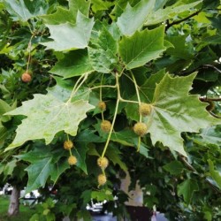 Platanus x hybrida
