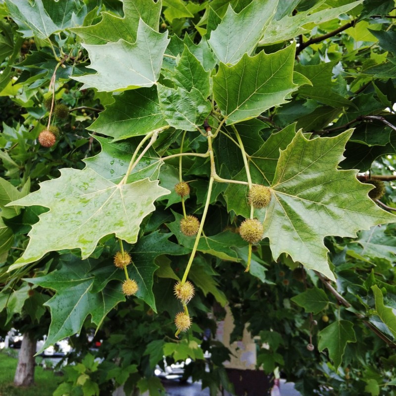 Platanus x hybrida