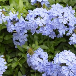 Plumbago auriculata