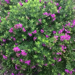 Polygala myrtifolia