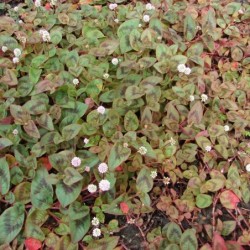 Polygonum capitatum
