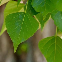 Populus nigra