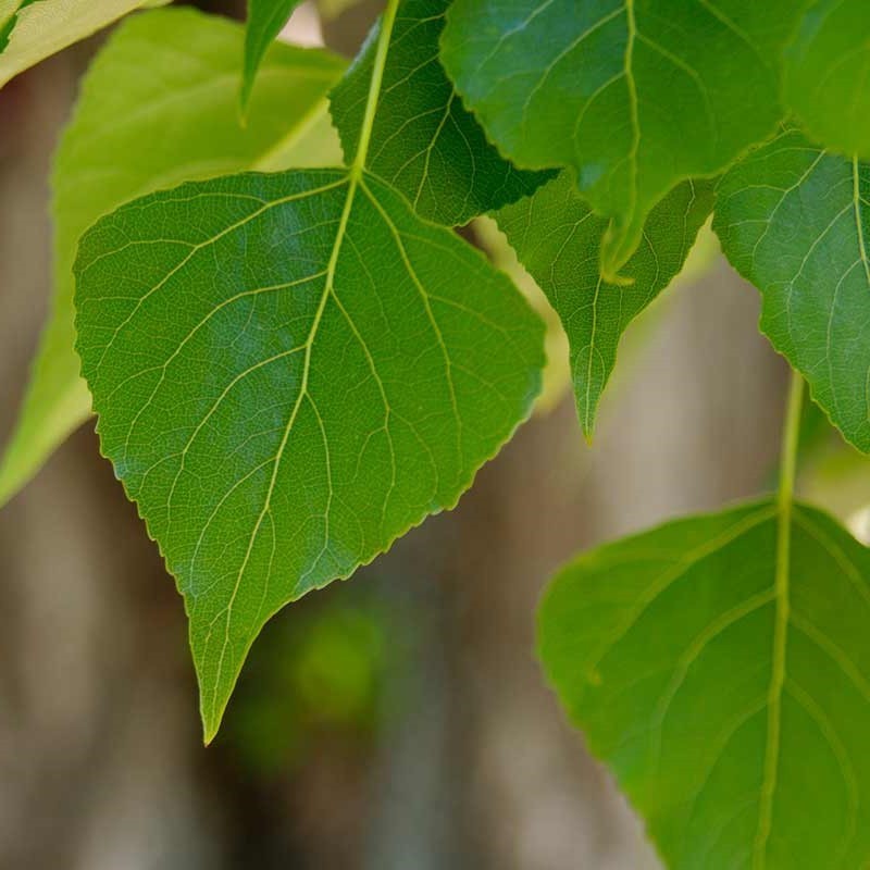 Populus nigra