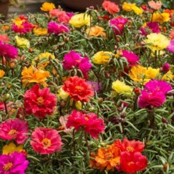 Portulaca grandiflora