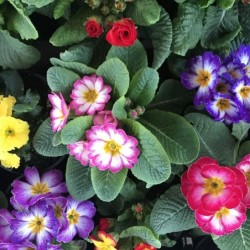 Primula vulgaris