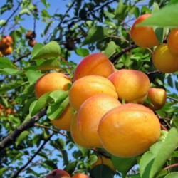 Prunus armeniaca