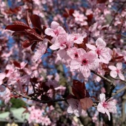 Prunus cerasifera