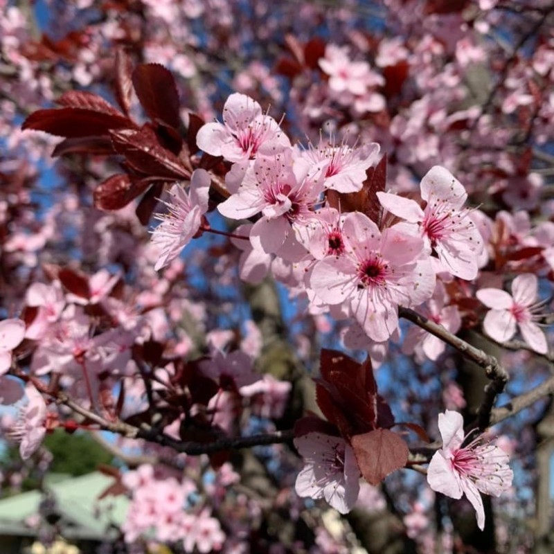 Prunus cerasifera
