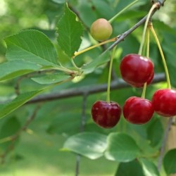 Prunus cerasus