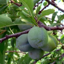 Prunus domestica