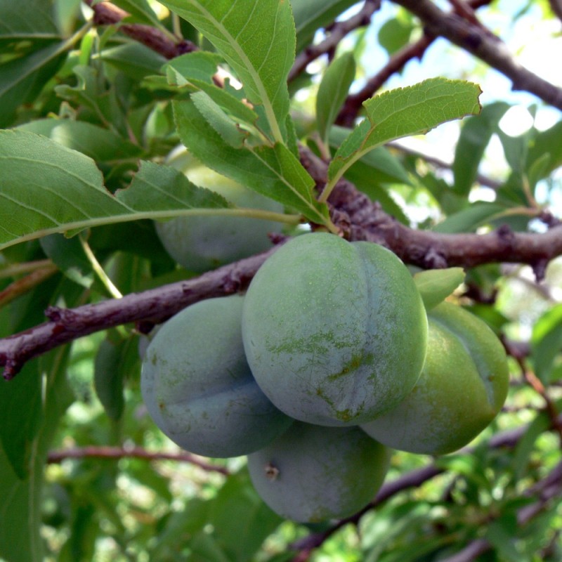 Prunus domestica