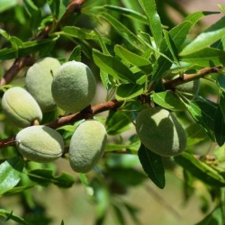 Prunus dulcis