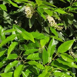 Prunus lusitanica