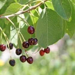 Prunus mahaleb