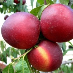 Prunus nucipersica