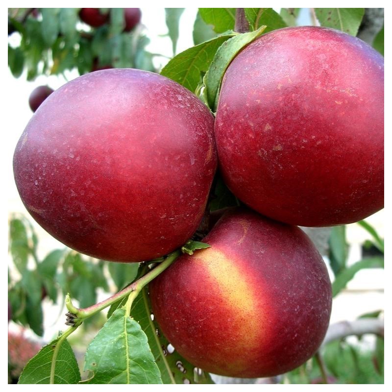 Prunus nucipersica