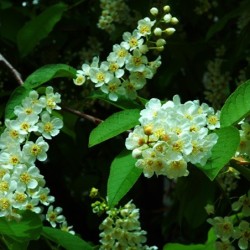 Prunus padus