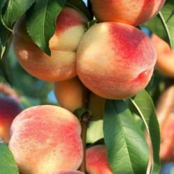 Prunus persica