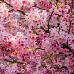 Prunus serrulata