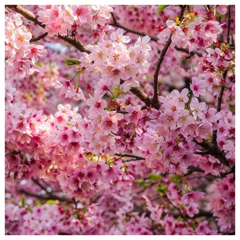 Prunus serrulata
