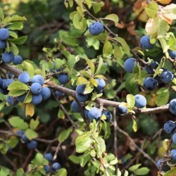 Prunus spinosa