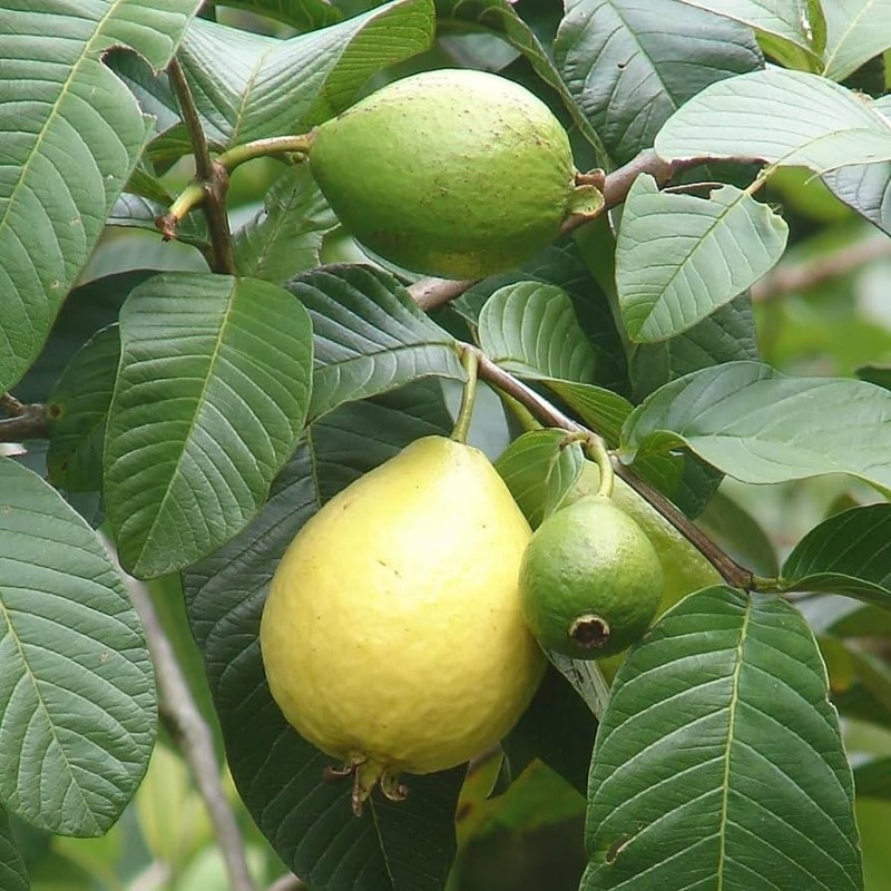 Psidium guajava