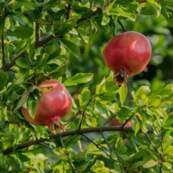 Punica granatum