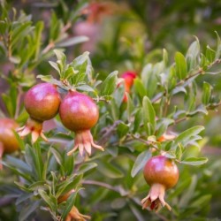 Punica granatum 'Nana'
