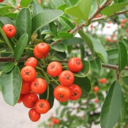 Pyracantha coccinea