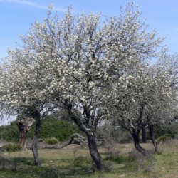 Pyrus bourgaeana