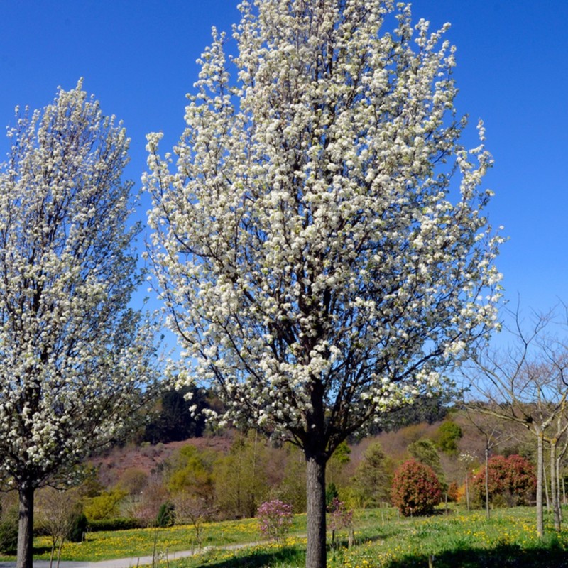 Pyrus calleryana