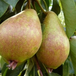Pyrus communis