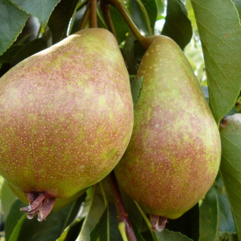 Pyrus communis