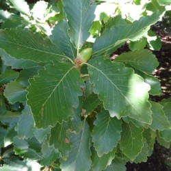 Quercus canariensis