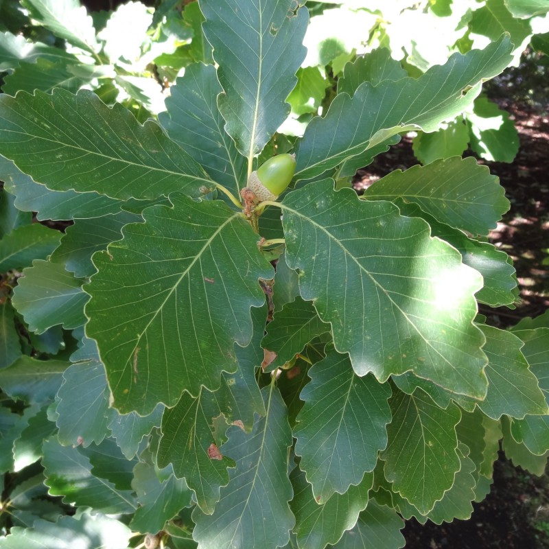 Quercus canariensis