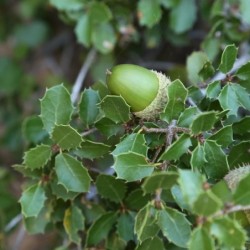 Quercus coccifera