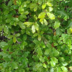 Quercus faginea