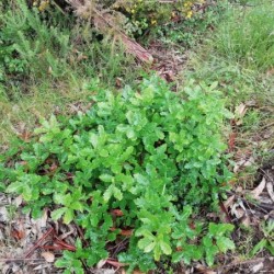 Quercus lusitanica