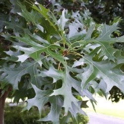Quercus palustris