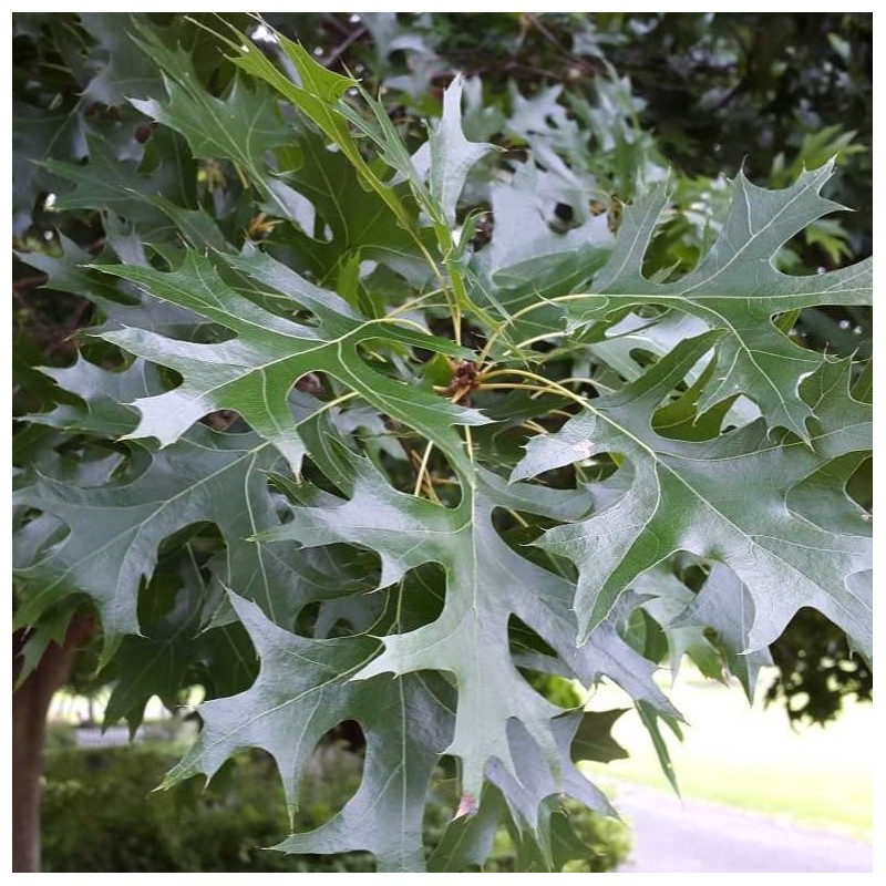 Quercus palustris