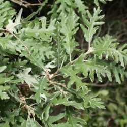Quercus pyrenaica