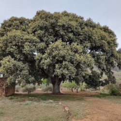 Quercus rotundifolia