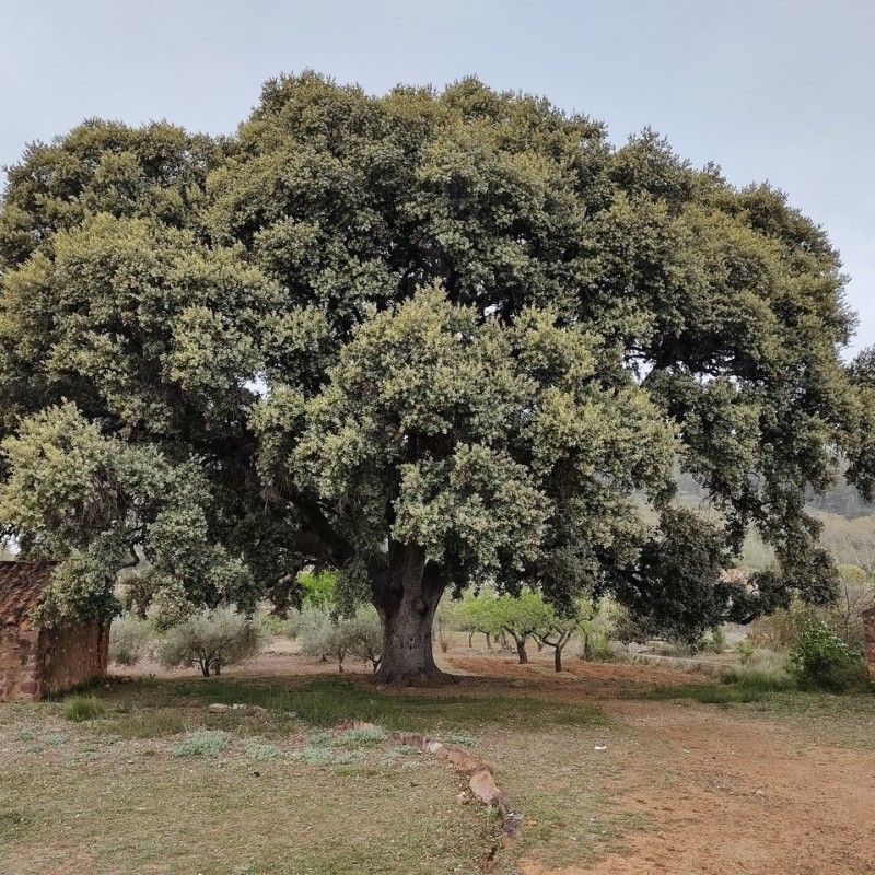 Quercus rotundifolia