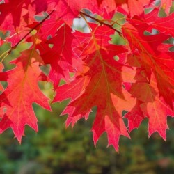 Quercus rubra