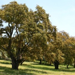 Quercus suber